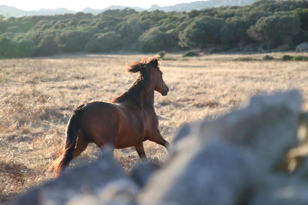 A Loghja Di Cavallo Morto Bonifacio  Bagian luar foto